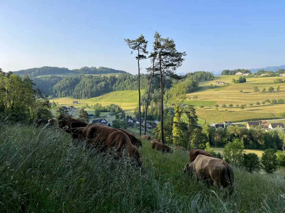 Kühe auf der Weide